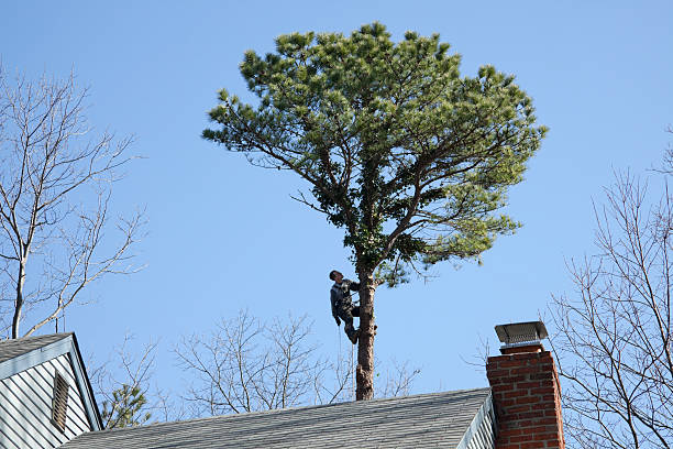 How Our Tree Care Process Works  in  Fruitland, MD